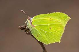 "brimstone" picture