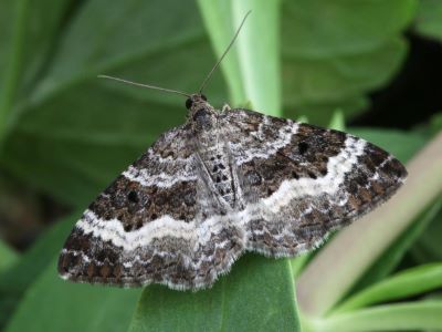 "carpet moth" picture