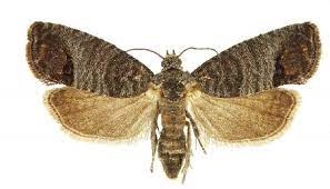 "codlin moth" picture