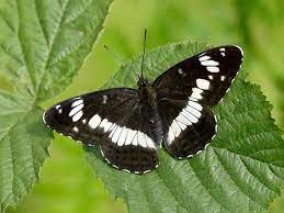 "white admiral" picture