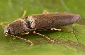 "click beetle" picture