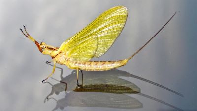 "mayfly" picture