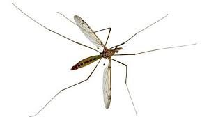 "crane fly" picture
