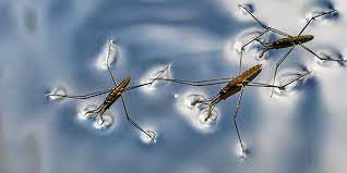 "water strider" picture
