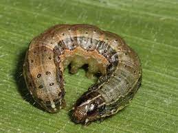 "fall armyworm" picture
