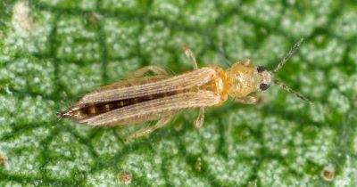"thrips" picture