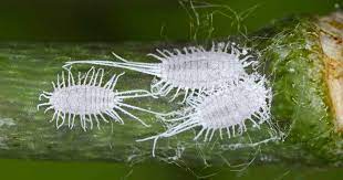 "mealybug" picture