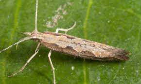 "diamondback moth" picture