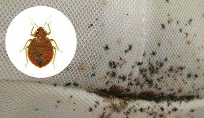 "bedbug" picture