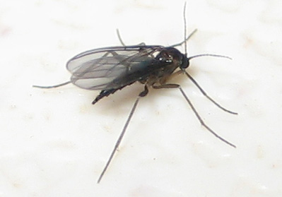 "gnat" picture