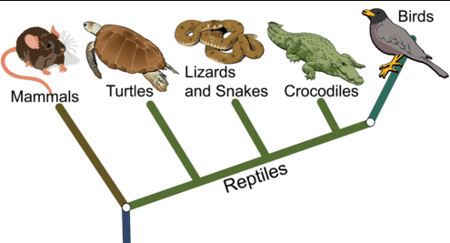 "cladistics" picture
