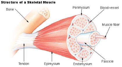 "fascicle" picture