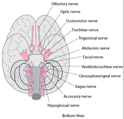 "accessory nerve" picture