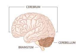 "brainstem" picture