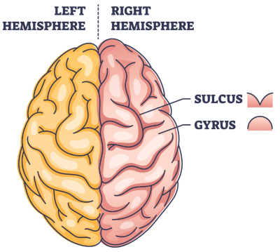 "gyrus" picture