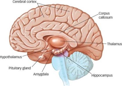 "thalamus" picture