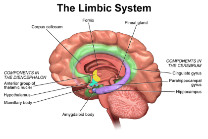 "limbic system" picture