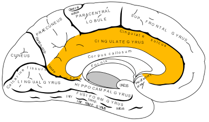 "cingulate gyrus" picture
