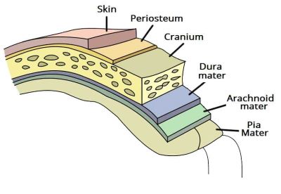 "dura mater" picture