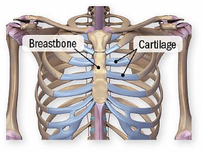 "breastbone" picture