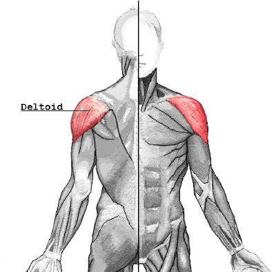 "deltoid" picture
