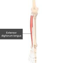 "extensor" picture