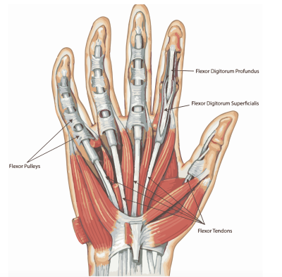 "flexor" picture