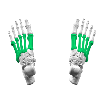 "metatarsal" picture