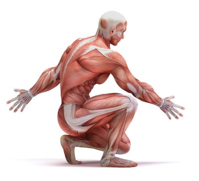 "musculature" picture