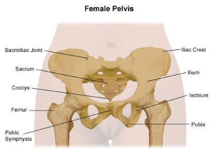 "pelvis" picture