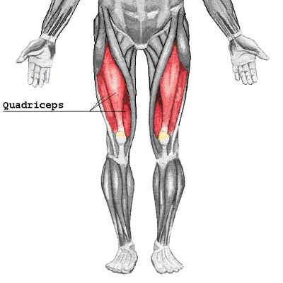 "quadriceps" picture