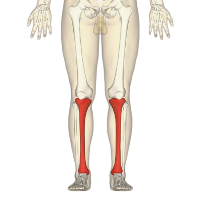 "shin bone" picture
