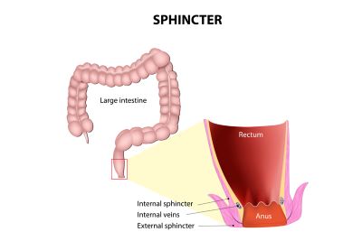 "sphincter" picture