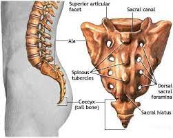 "tailbone" picture