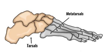 "tarsal" picture