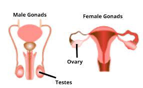 "gonad" picture