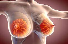 "mammary gland" picture