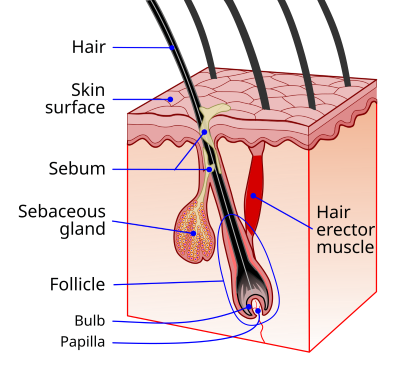 "sebaceous gland" picture