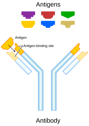 "antigen" picture