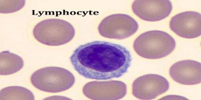 "lymphocyte" picture