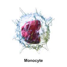 "monocyte" picture