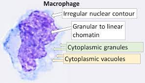 "macrophage" picture