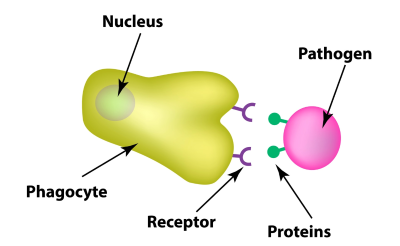 "phagocyte" picture