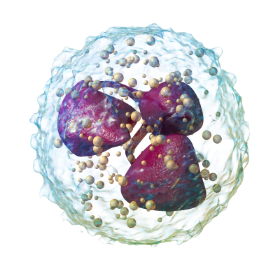 "neutrophil" picture