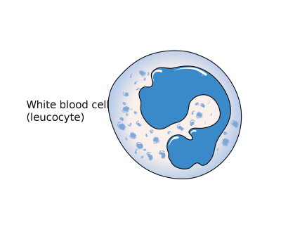 "leucocyte" picture