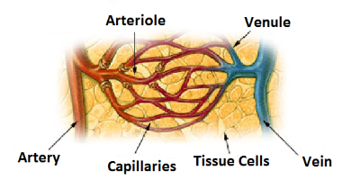 "venule" picture