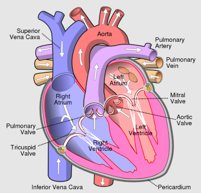 "left atrium" picture