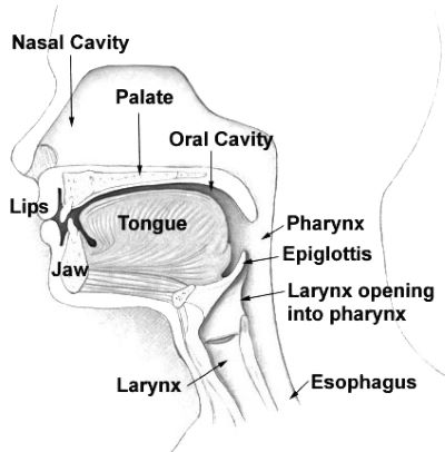 "pharynx" picture