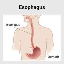 "esophagus" picture