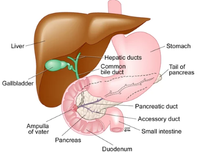"bile duct" picture